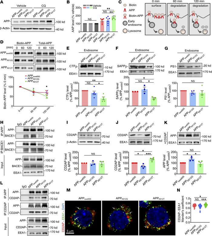 APP-K612la promoted the endosomal-lysosomal degradation process via CD2A...