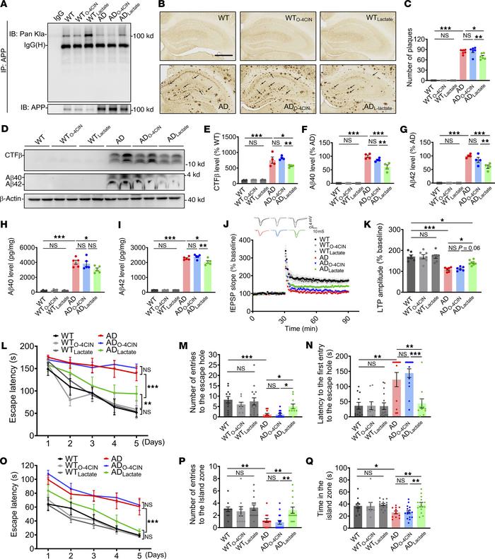 L-lactate enhancement of APP-Kla reduced Aβ pathology and cognitive impa...