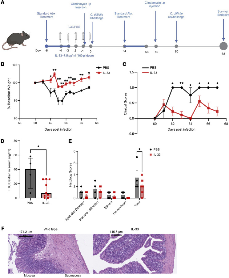 IL-33 protects from a second C. difficile infection.
IL-33 (0.75 μg) was...