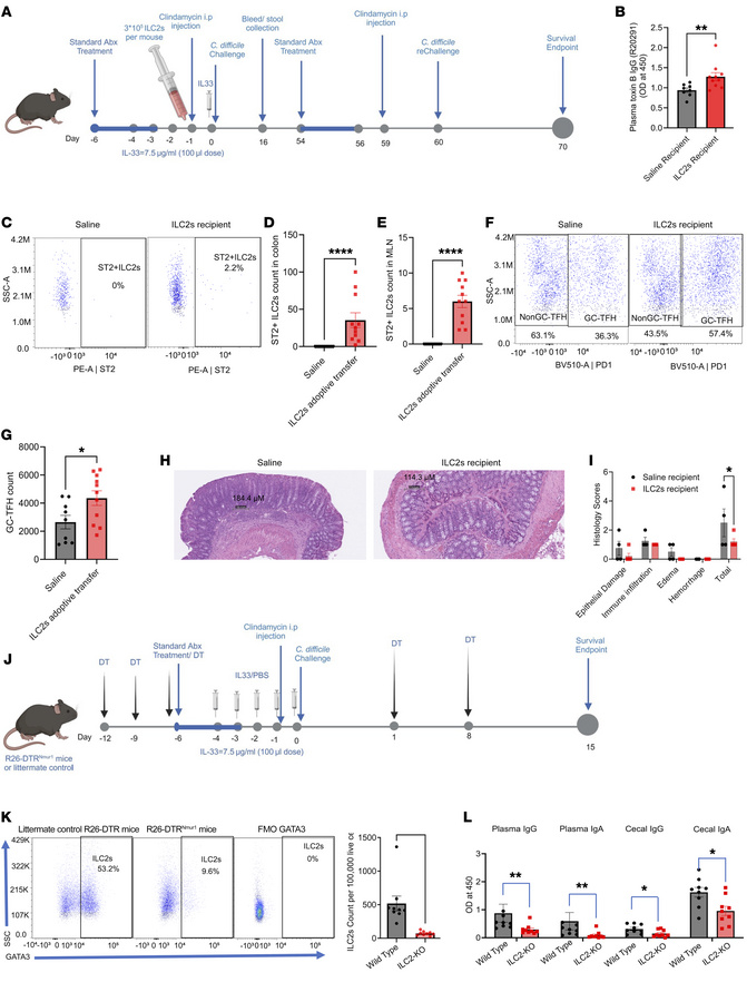 ILC2s mediated production of toxin B–specific antibodies, protecting aga...