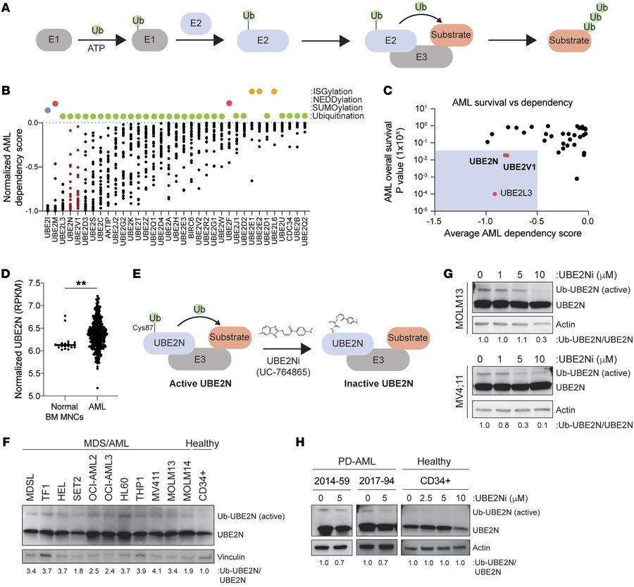 Activated UBE2N is a dependency in human AML.
(A) Schematic of ubiquitin...