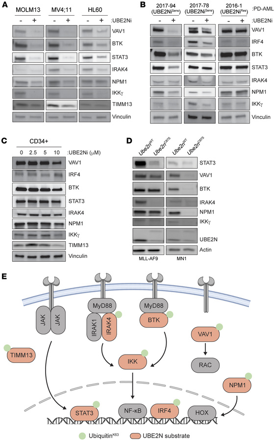 UBE2N maintains oncoprotein expression by preventing immunoproteasome-me...