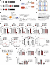 A catalytic inactive mutant of UBE2N suppresses AML.