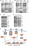 UBE2N maintains oncoprotein expression by preventing immunoproteasome-media