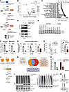 UBE2N utilizes TRIM21 for immunoproteasome-dependent degradation of oncopro