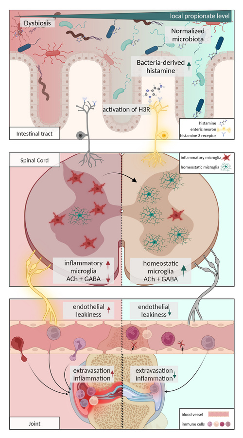 graphical abstract