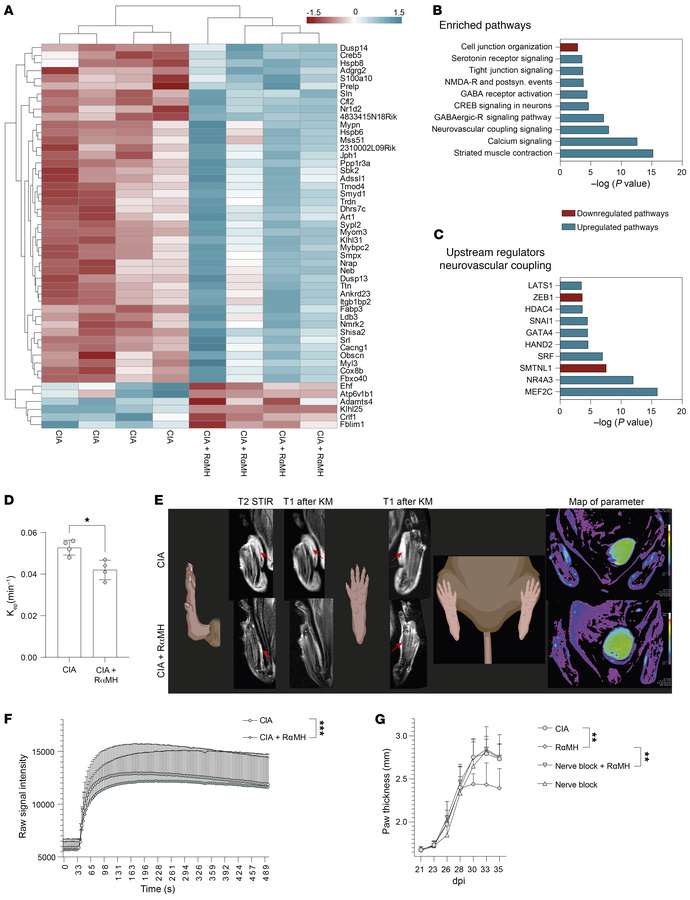 Intestinal H3R signaling reduces vascular leakage in inflamed paws.
(A) ...