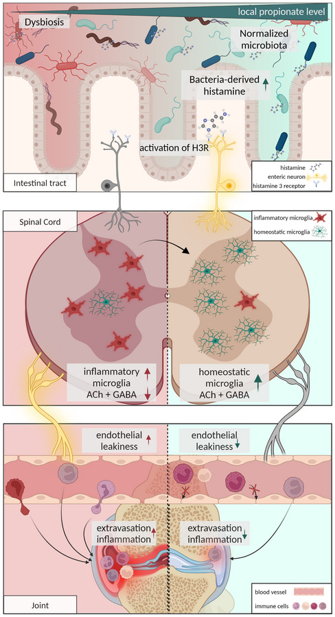 graphical abstract