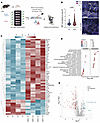 H3R agonist stimulates the ENS in arthritic mice, causing antiinflammatory