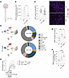 Microglia depletion impairs histamine’s pro-resolving effects.