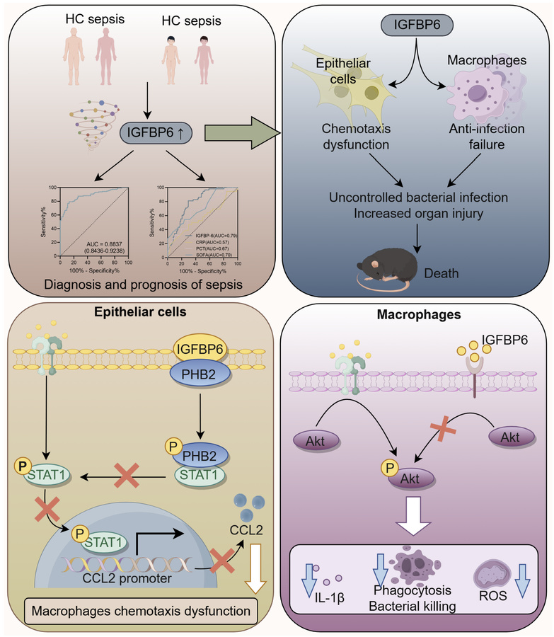graphical abstract