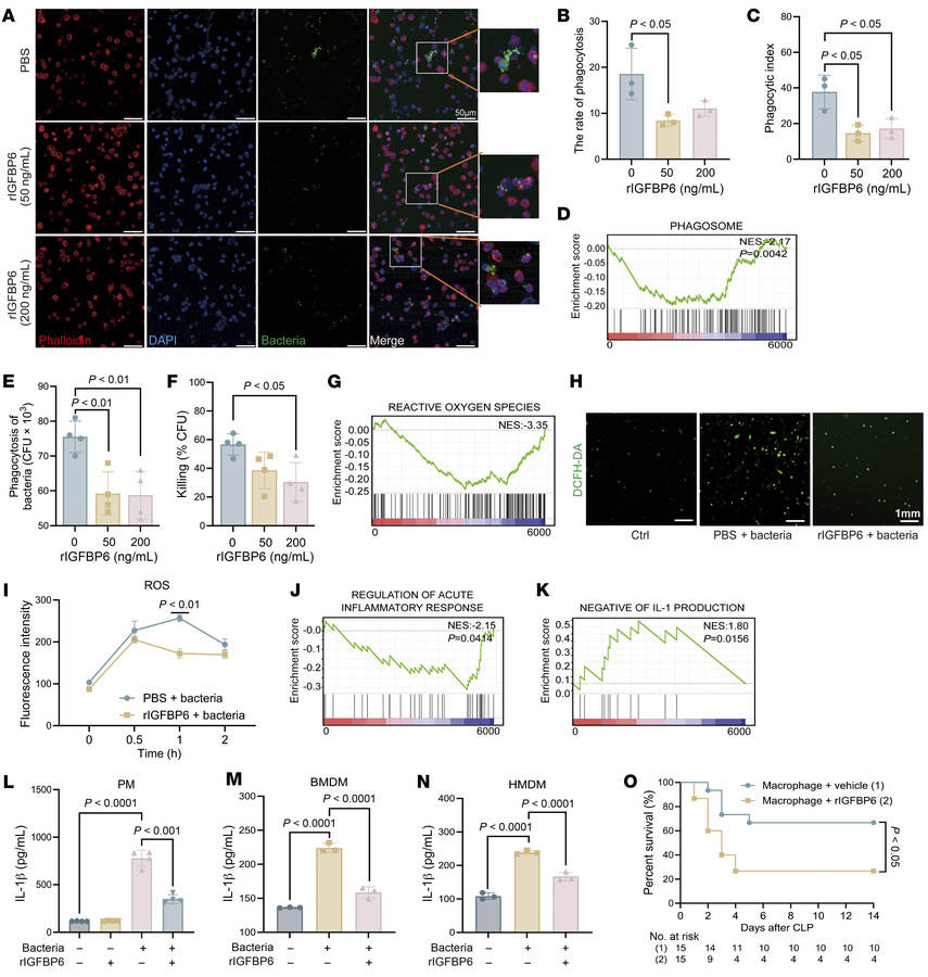 IGFBP6 impairs macrophage-mediated bacterial phagocytosis and killing.
(...