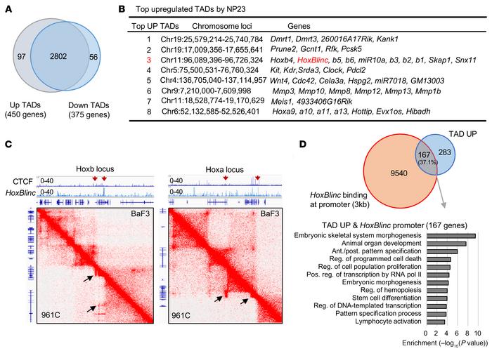 
HoxBlinc defines chromatin boundaries of Hoxa/b TADs in NUP98-PHF23–dri...