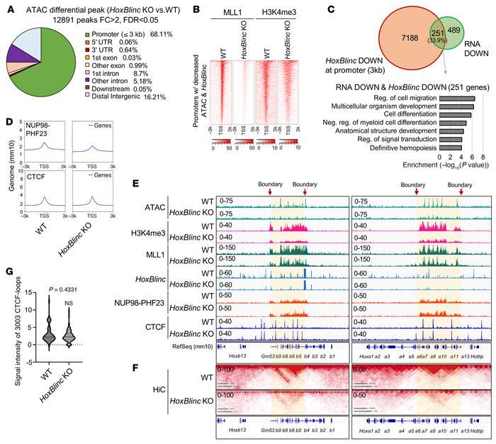 
HoxBlinc loss impairs aberrant TAD integrity and the chromatin signatur...