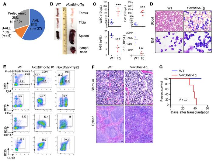 Transgenic expression of HoxBlinc in the mouse BM hematopoietic compartm...