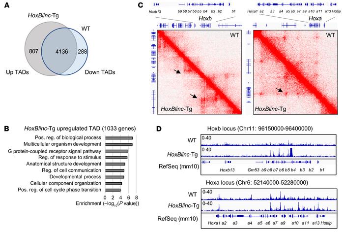 Transgenic expression of HoxBlinc activates leukemic stem–like gene TADs...