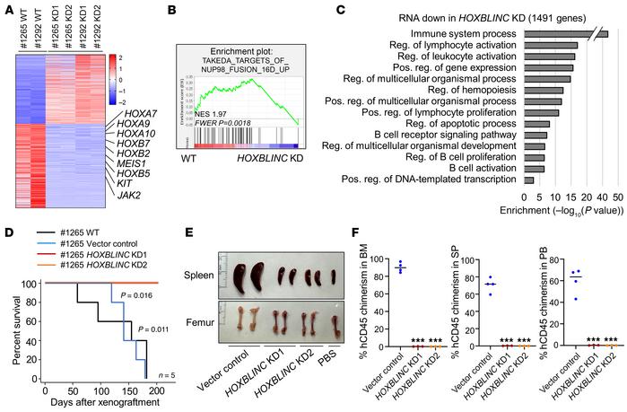 
HOXBLINC lncRNA is also required for NUP98-HOXA9–driven homeotic gene t...