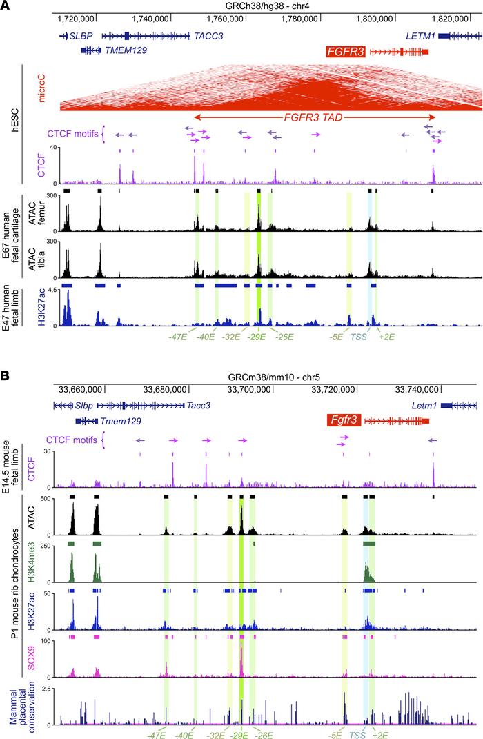 Identification of putative enhancers of human FGFR3 and mouse Fgfr3.
(A)...