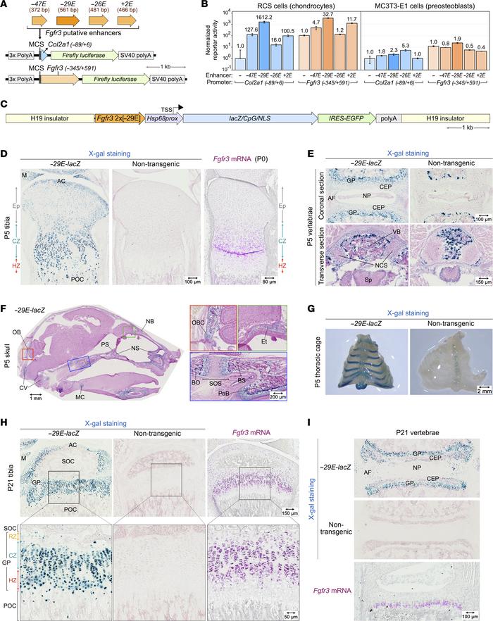 In vitro and in vivo assessment of –29E activity.
(A) Reporters used in ...