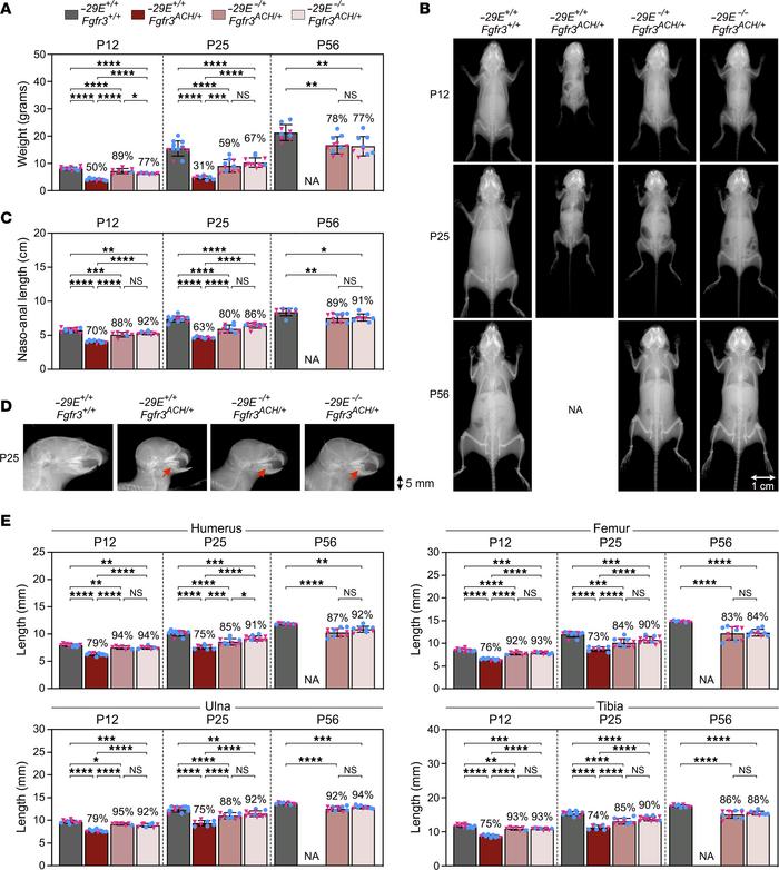 
–29E deletion largely restores skeletal growth of achondroplastic mice....