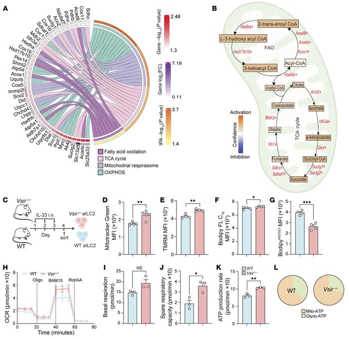 ILC2s lacking VISTA exhibit higher mitochondrial respiration and FAO.
(A...