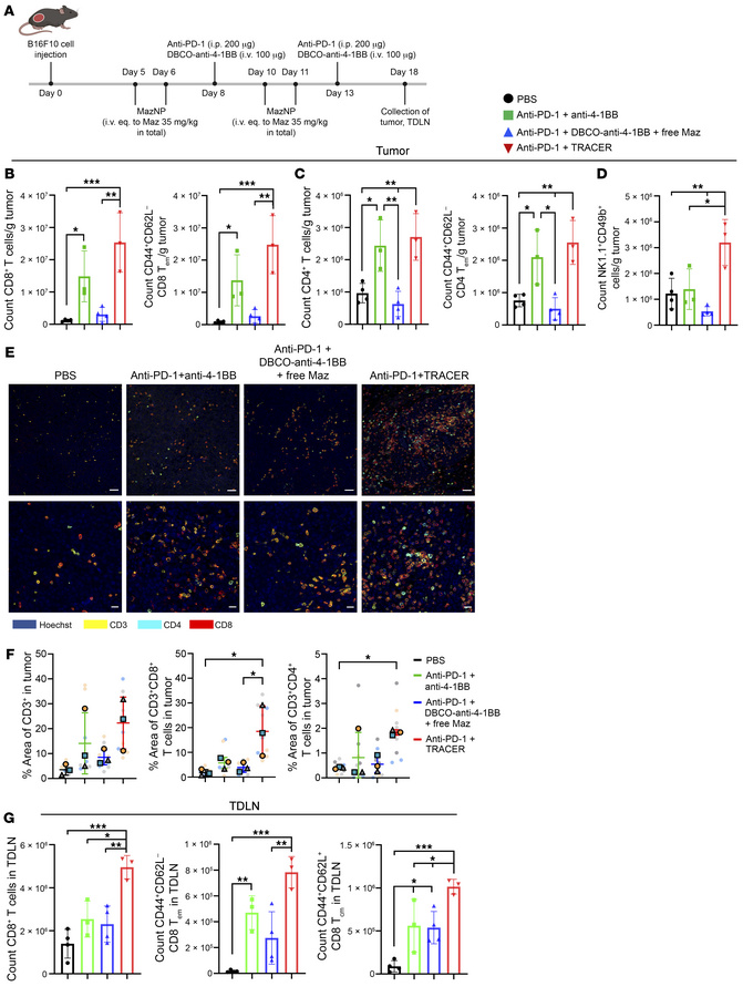 TRACER delivery of anti–4-1BB increases CD8+ T cell expansion and NK cel...