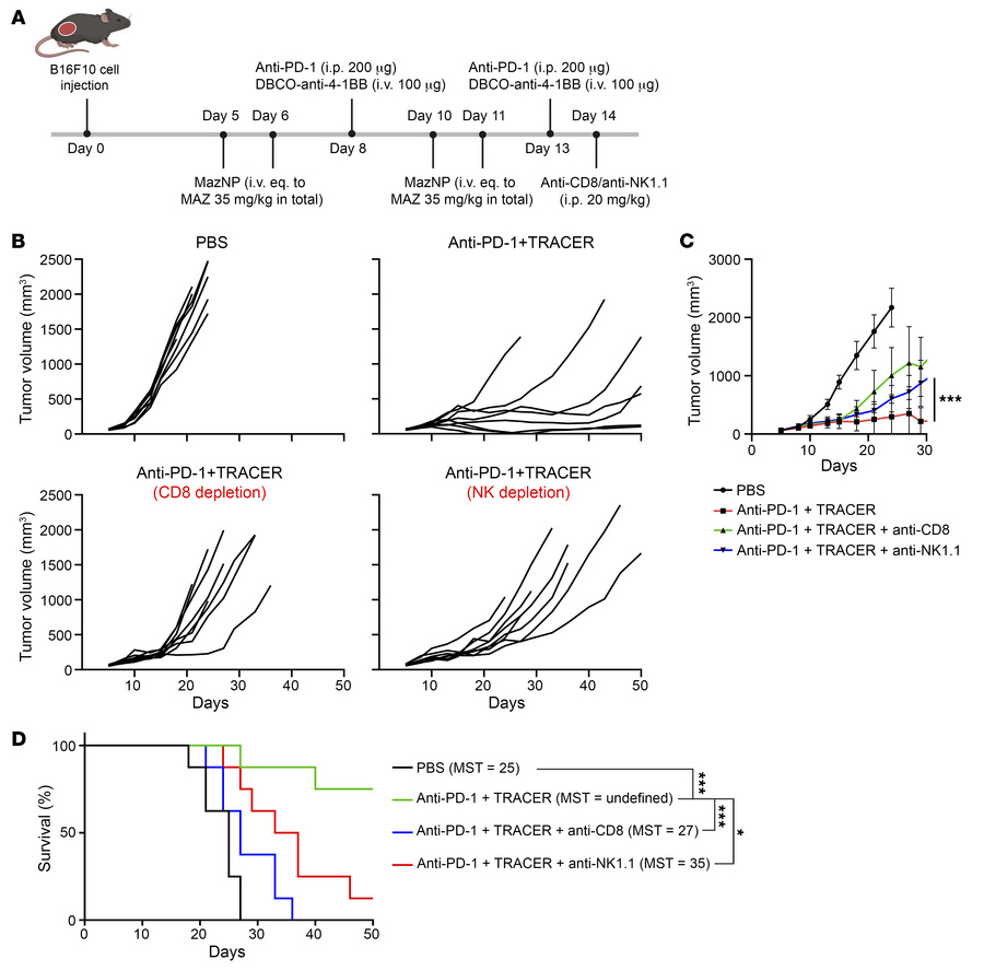 The antitumor efficacy of TRACER targeting is abrogated by the depletion...