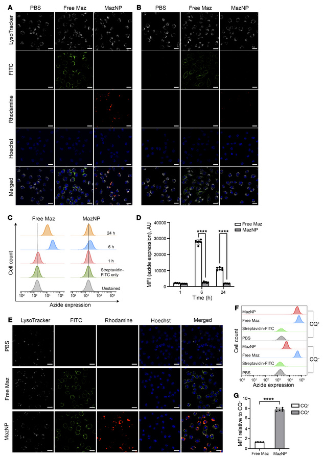 MazNP does not generate azide groups on macrophage surfaces.
(A) Azide g...