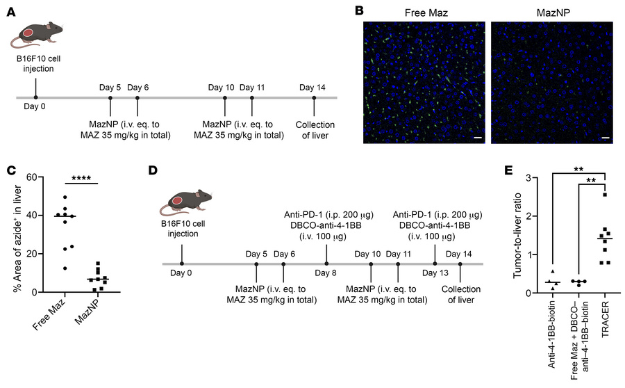 TRACER-mediated in vivo delivery of anti–4-1BB in C57BL/6 mice bearing B...