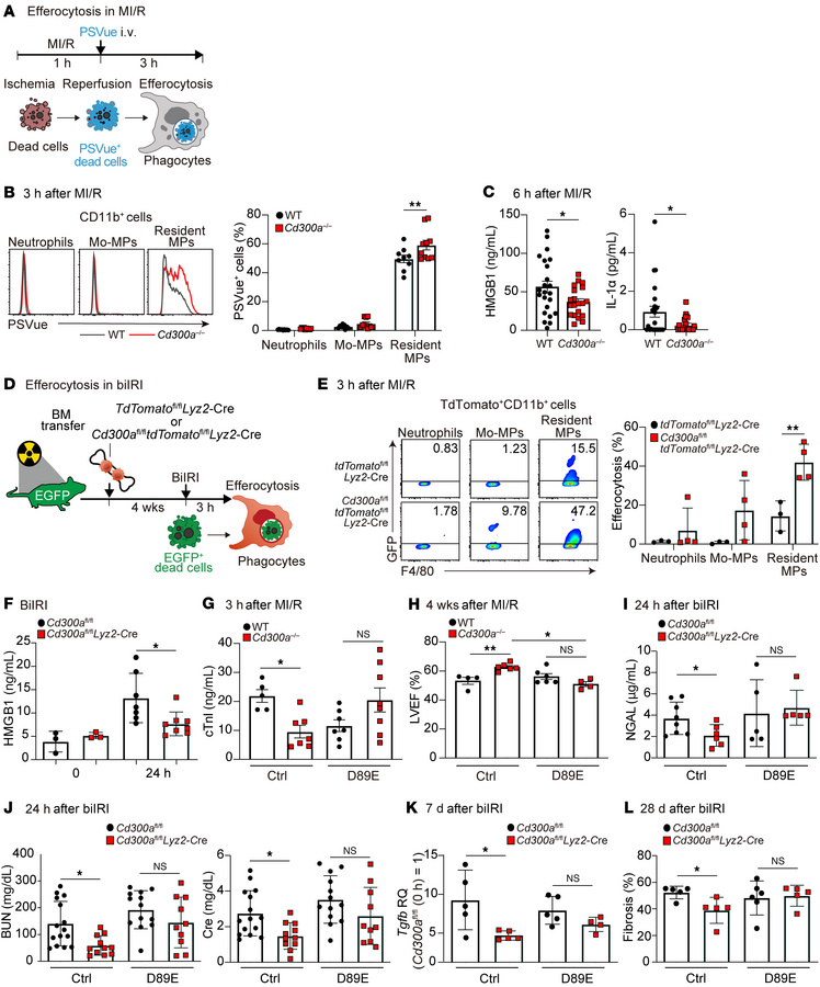Enhanced efferocytosis reduces tissue damage and fibrosis and preserves ...