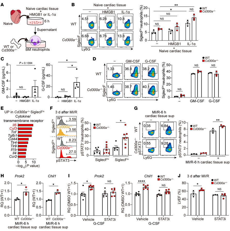 CD300a suppresses STAT3 phosphorylation in SiglecFlo neutrophils.
(A–C) ...
