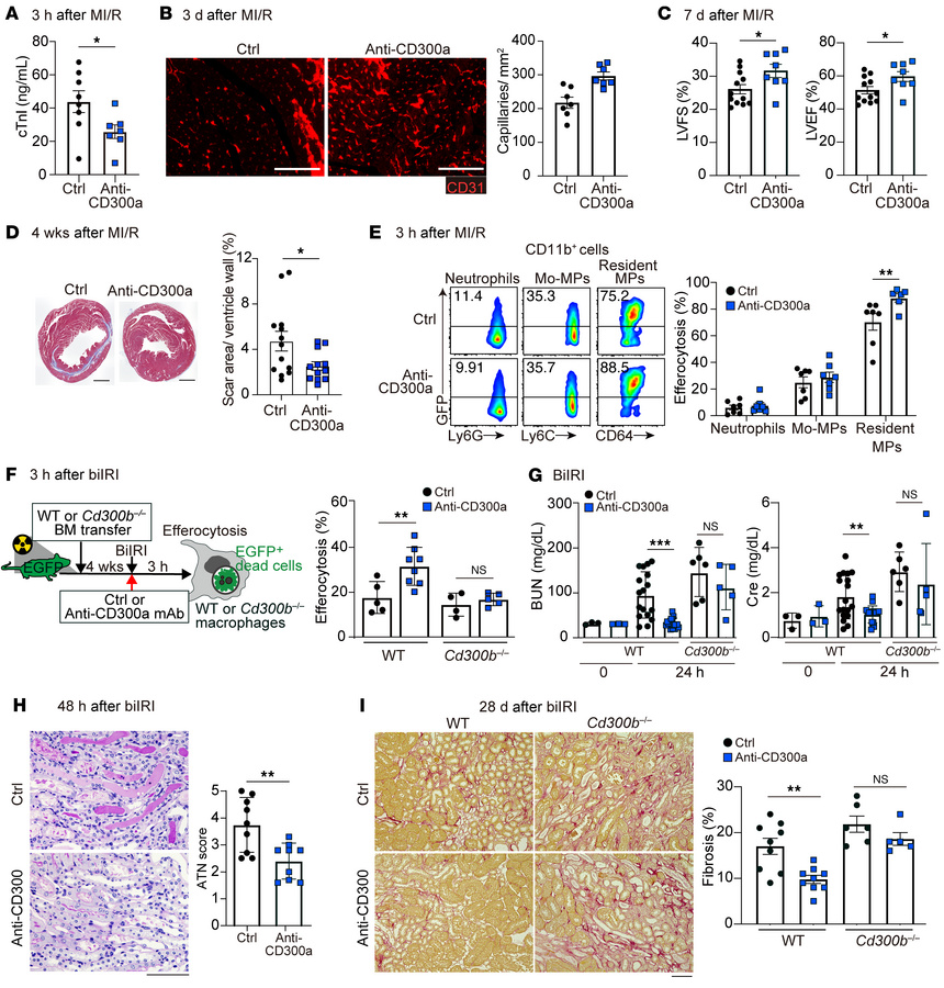 Anti-CD300a mAb ameliorates tissue injury and adverse remodeling.
(A) Pl...