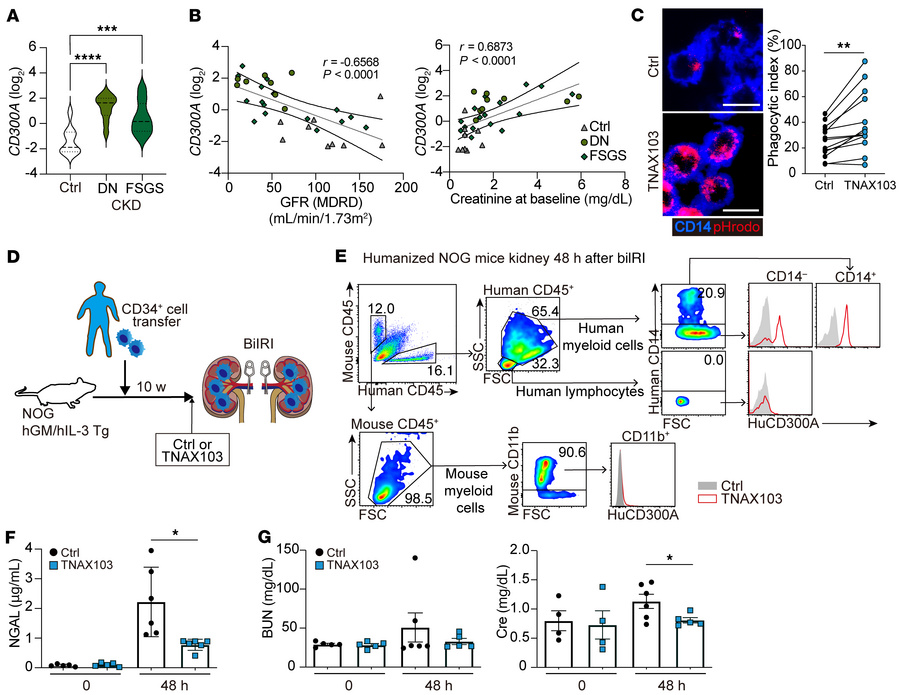 Blockade of human CD300A enhances efferocytosis and ameliorates acute re...