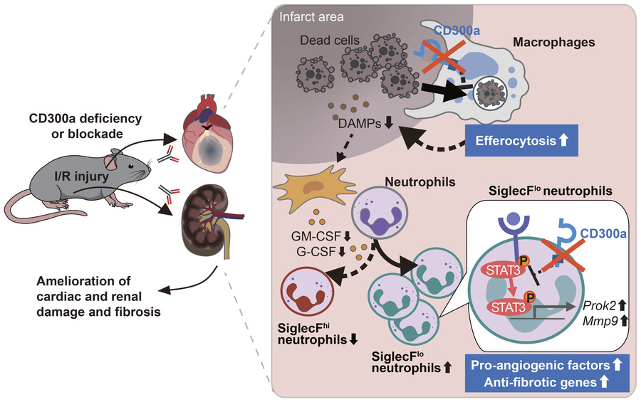 graphical abstract
