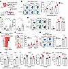 CD300a suppresses STAT3 phosphorylation in SiglecFlo neutrophils.