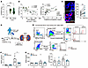 Blockade of human CD300A enhances efferocytosis and ameliorates acute renal