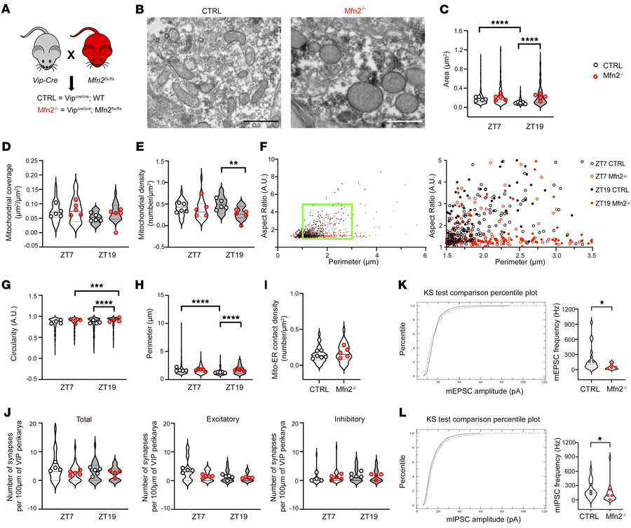 Loss of Mfn2 alters mitochondrial morphology and synaptic innervations o...