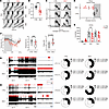 Loss of Mfn2 in VIP neurons alters the diurnal activity rhythm and activity