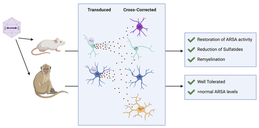 graphical abstract