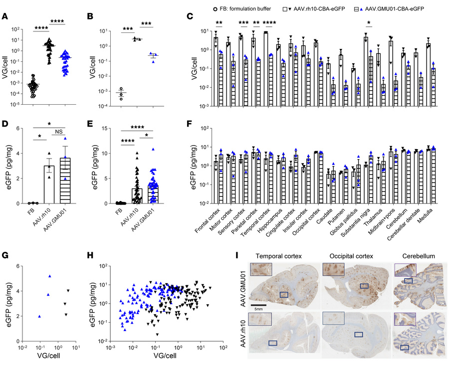 The engineered capsid AAV.GMU01 shows higher transgene expression in the...