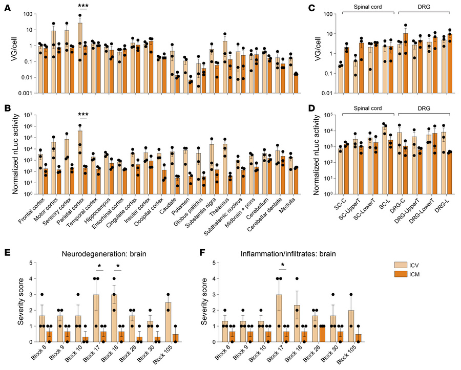 AAV.GMU01 shows widespread vector biodistribution and transgene activity...