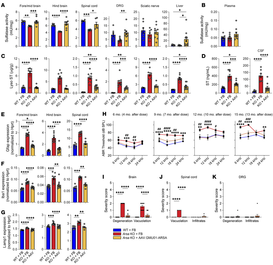 Phenotypic reversal in Arsa-KO mice treated with AAV.GMU01-ARSA.
Pre-neu...