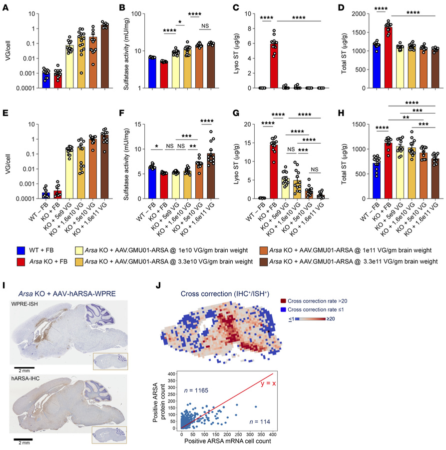 AAV-ARSA treatment results in dose-dependent sulfatide clearance in Arsa...