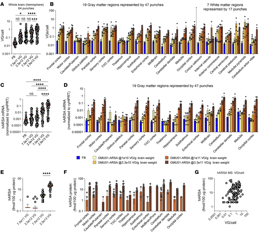 Widespread dose-dependent vector biodistribution and ARSA expression in ...