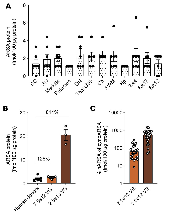 AAV.GMU01-ARSA effective doses are at potentially therapeutic levels.
(A...