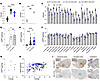 The engineered capsid AAV.GMU01 shows higher transgene expression in the br