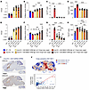 AAV-ARSA treatment results in dose-dependent sulfatide clearance in Arsa-KO