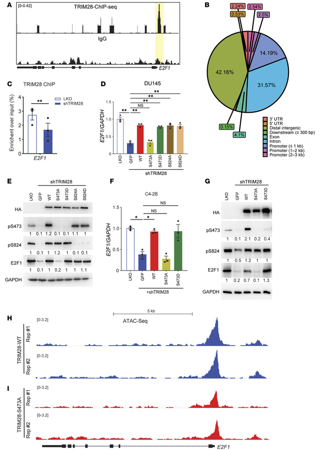 Phosphorylation-dependent TRIM28 transcriptional activation of E2F1.
(A–...