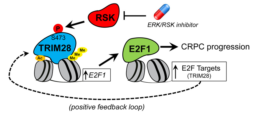 graphical abstract