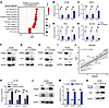 TRIM28 regulates the E2F pathway in CRPC.